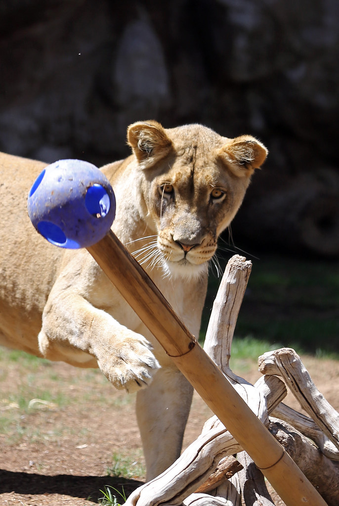 Enrichment Toys are an important part of the Zoo's enrichm… Flickr