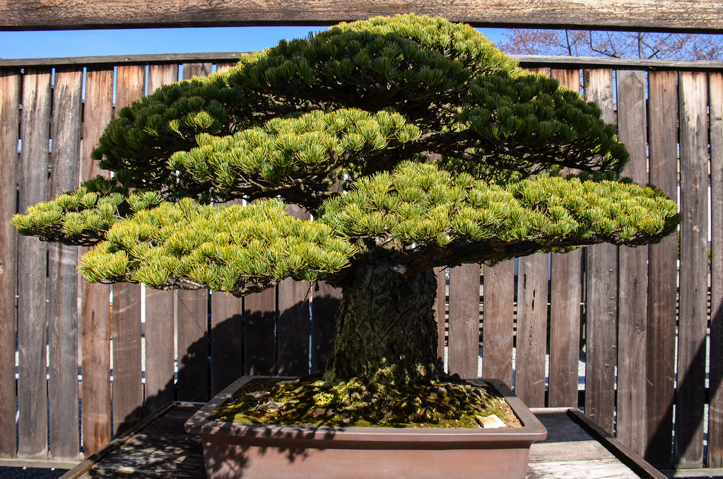 Bonsai National Arboretum m01229 Flickr