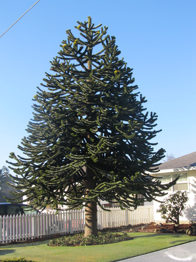 Monkey Puzzle Tree What a unique tree. I had never seen on… Flickr