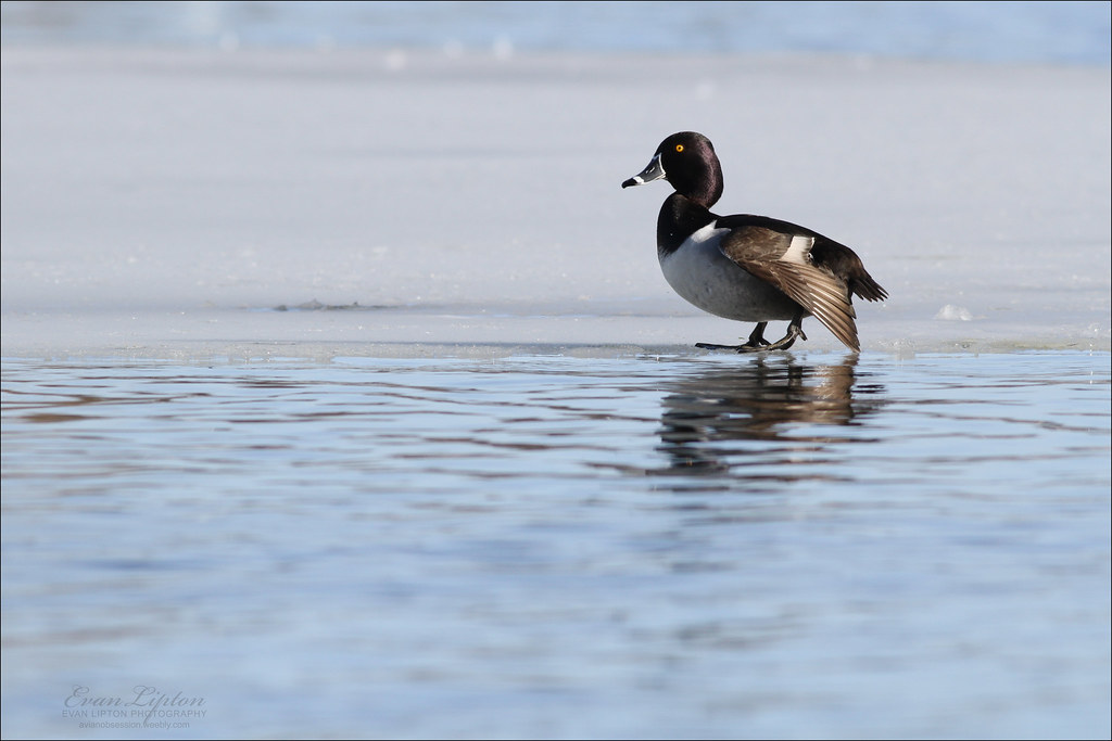 Ringnecked Duck (Aythya collaris) Jamaica Pond, Boston, M… Flickr