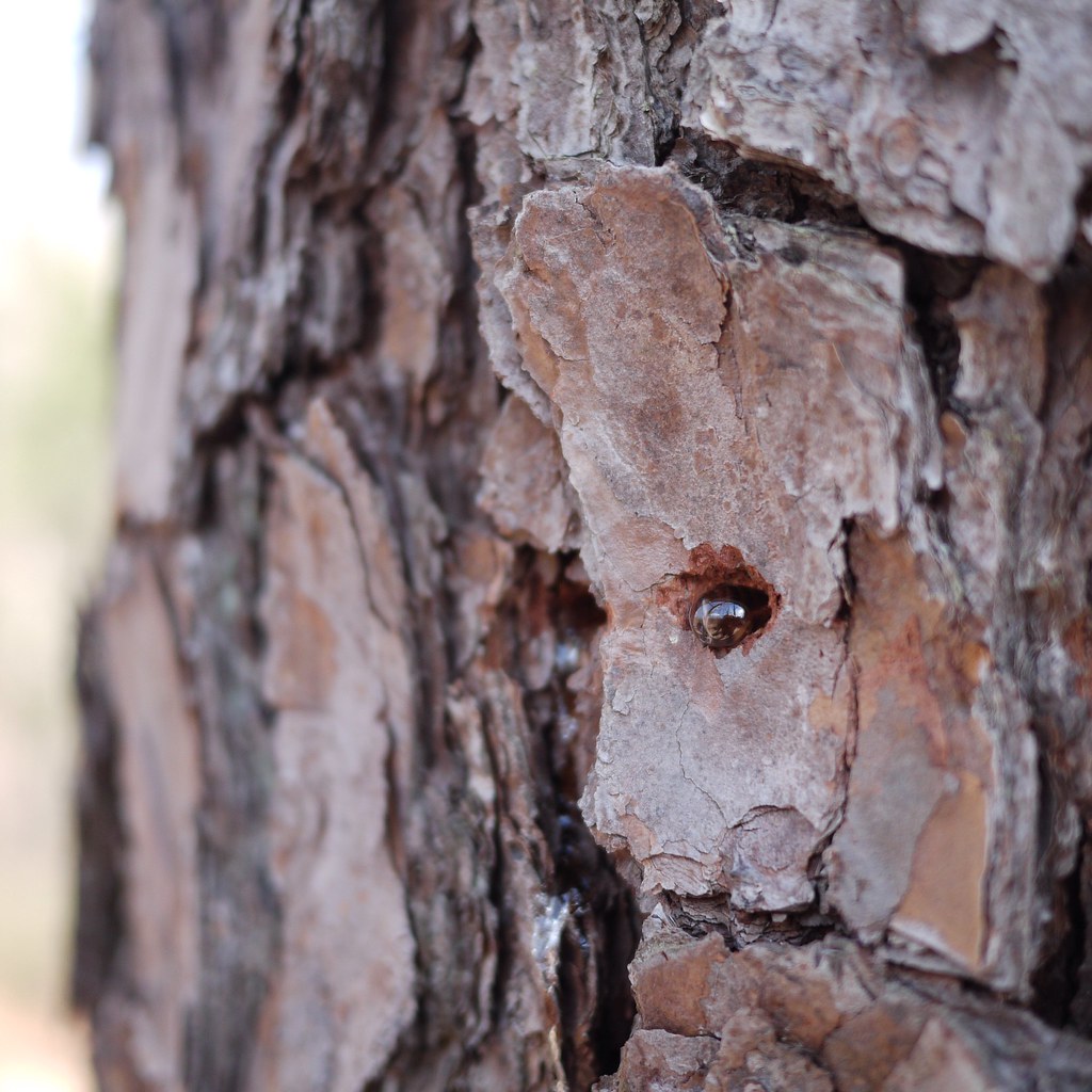 Seeping Sap drips from a woodpecker hole Ian Westcott Flickr