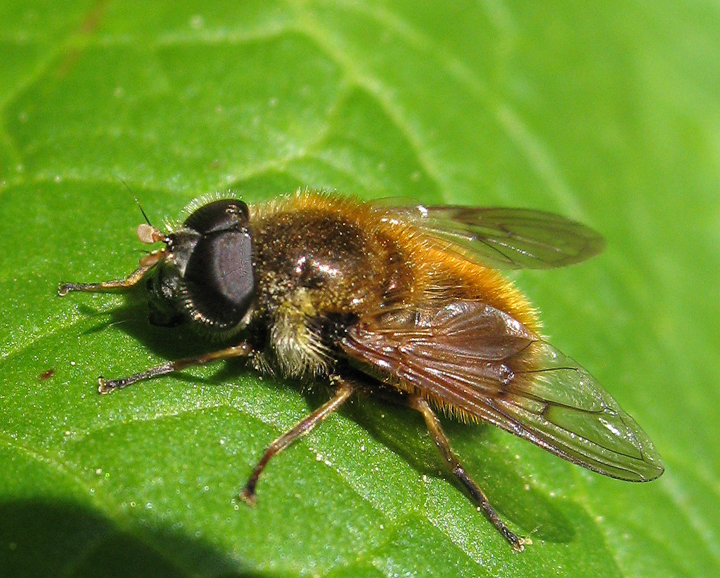 Cheilosia male Woolston, Shropshire (c) Nigel… Flickr