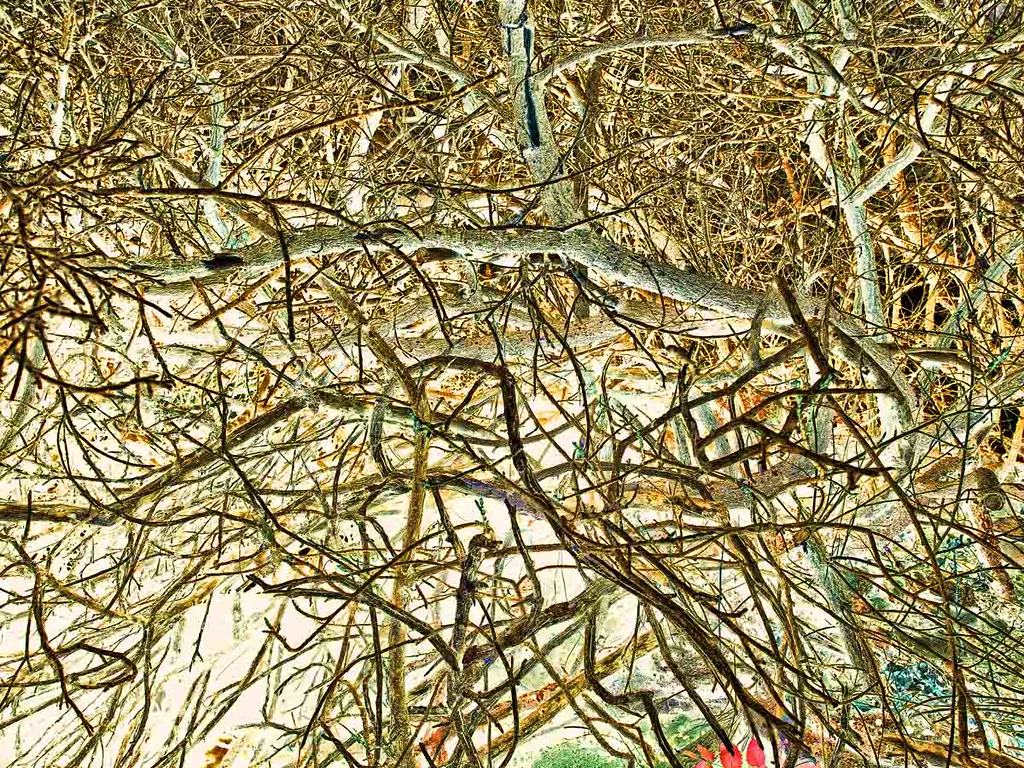 Where the Woodbine Don Chitwood Flickr