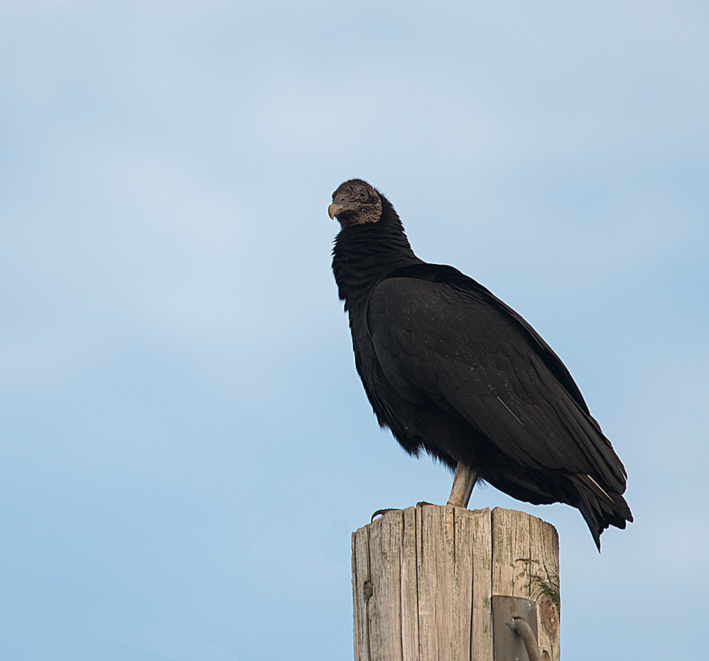 Black Vulture Virginia bumpylemon Flickr