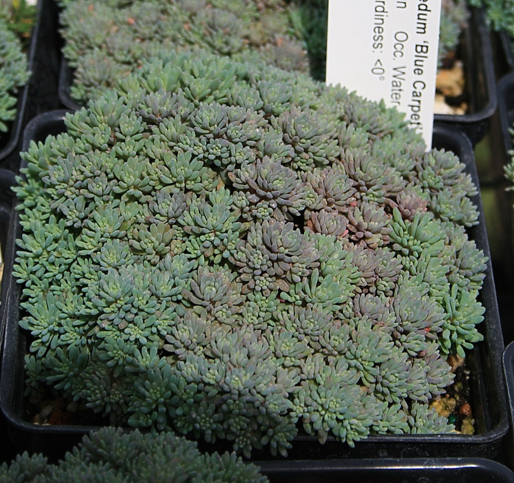 Sedum hispanicum 'Blue Carpet' IMG_5290 David Feix Landscape Design