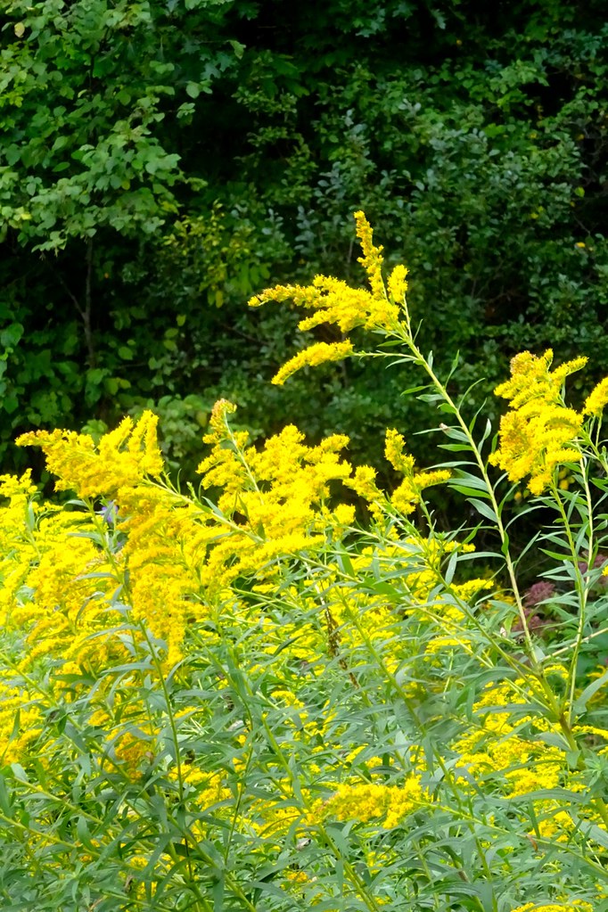Goldenrod It is late summer and the Goldenrod (Solidog can… Flickr
