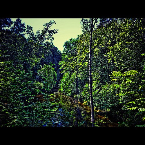 Standing on the bank of forest... Standing on the bank of … Flickr