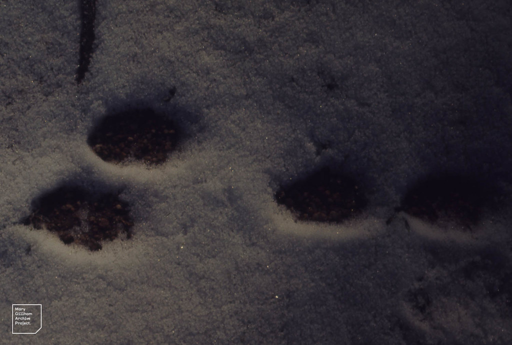 Rabbit tracks. Trelleck ORS Quarry. Monmouth. February 197… Flickr