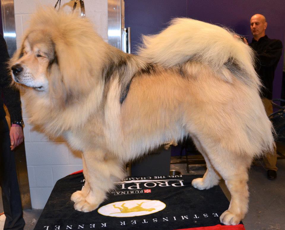 Tibetan Mastiff The Westminster Kennel Club 137th Annual A… Flickr