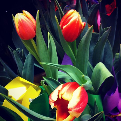 tulip tulips flower flowers publix Rawporter Rawpor… Flickr