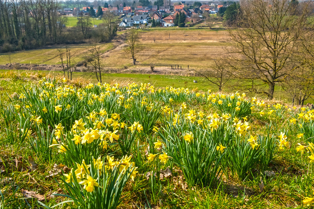 Daffodil Hill Field of Daffodils on the hill of Overbroek … Flickr