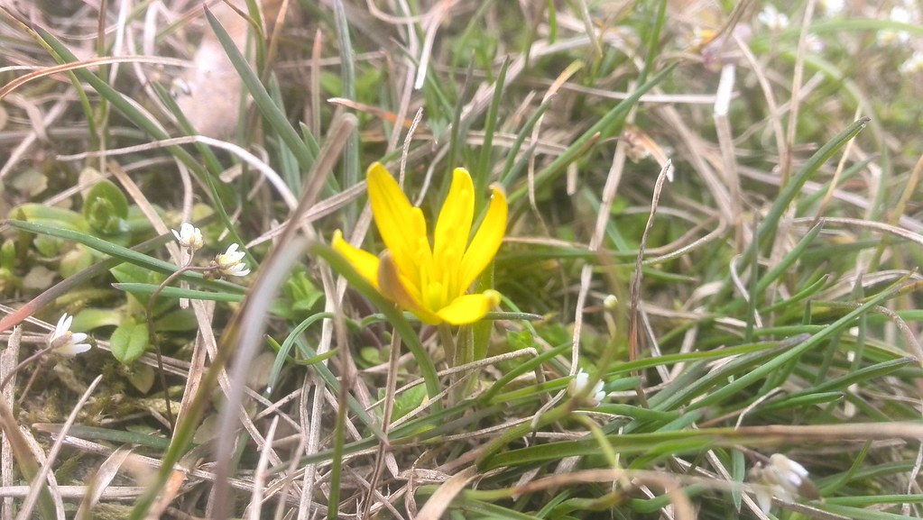yellow flower ipp chrischris78 Flickr