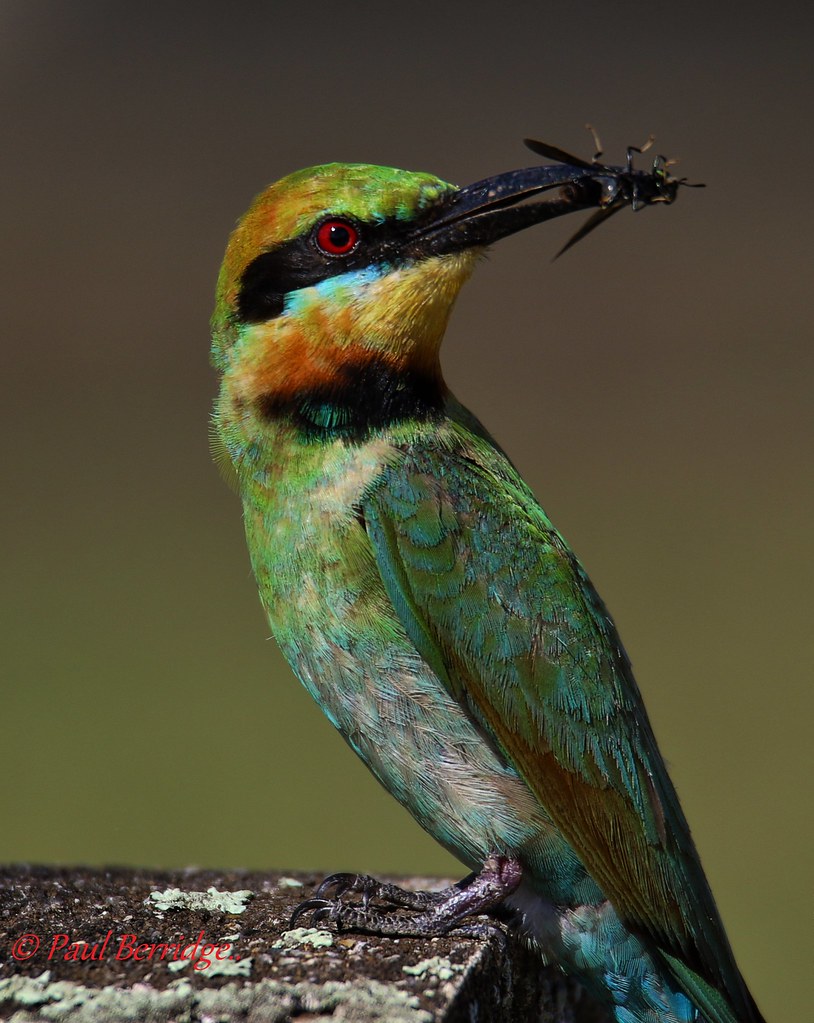 Rainbow Bee EaterA 1 4 18 One day i will get a photo of on… Flickr