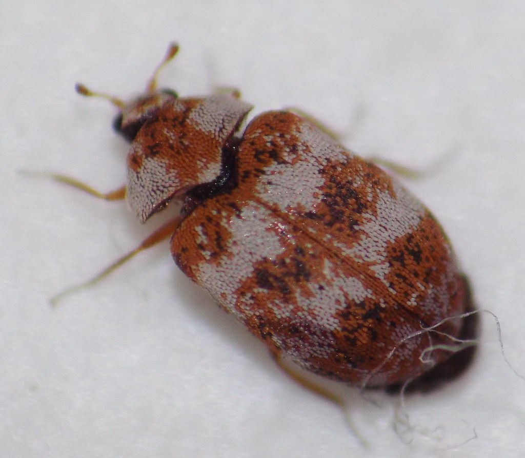 Asian Carpet Beetle Anthrenus coloratus Douglas County, Ne… Flickr