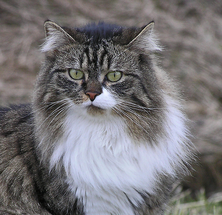 Katze Cat immer noch im Winterfell Big Tigerin Flickr