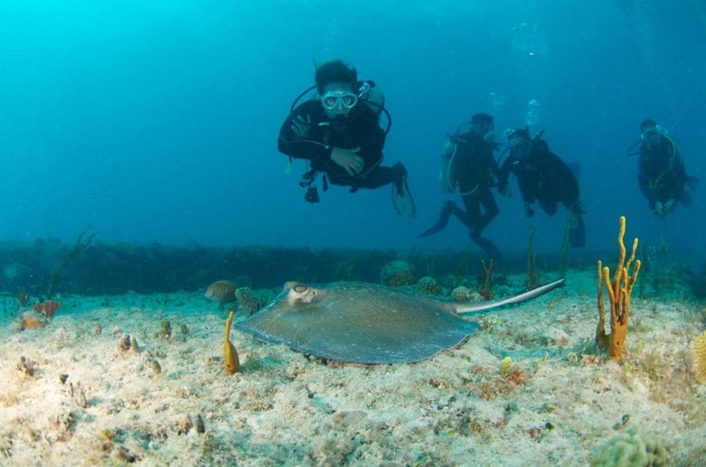 Southern Stingray Scuba Diving in Sint Maarten / Saint Mar… Flickr