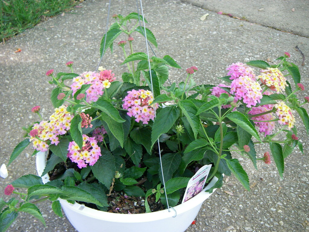 Lantana These hanging baskets come in different shades. SSDS Plant