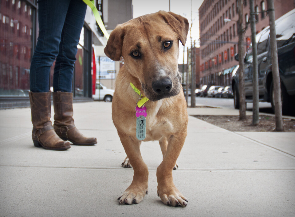 badass brooklyn animal rescue hilbeans Flickr