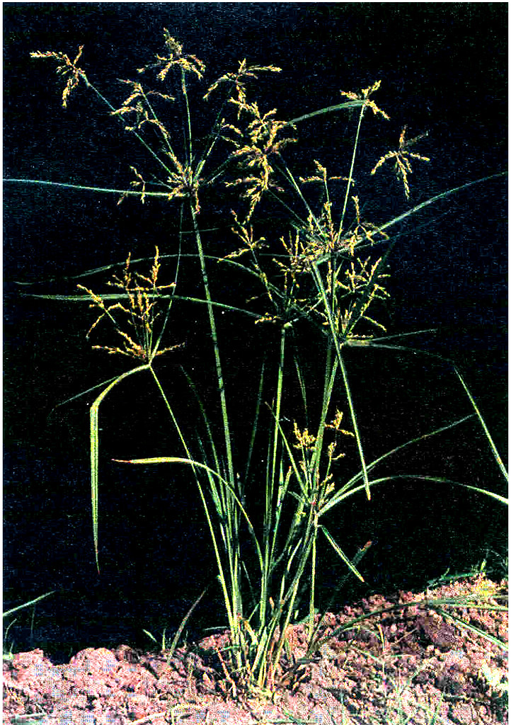 Upland Rice Weeds of South and Southeast Asia_p40 Cyperus ??? Flickr