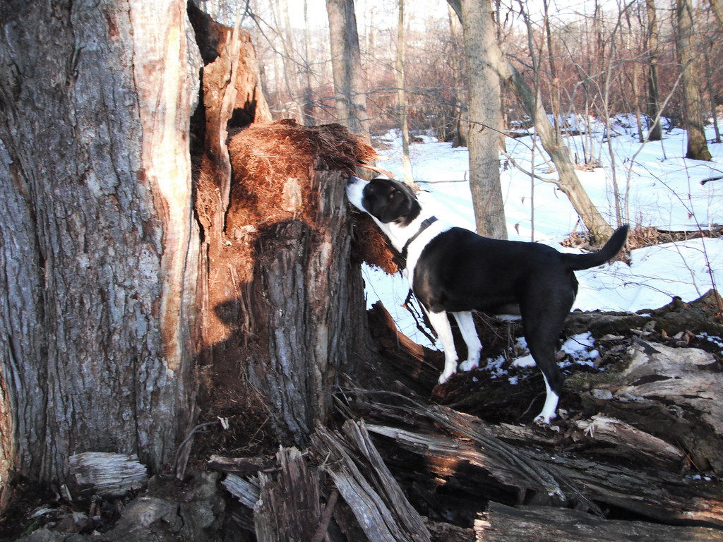 2252013_28_Akeley_Swamp Hunting dog. John Flickr