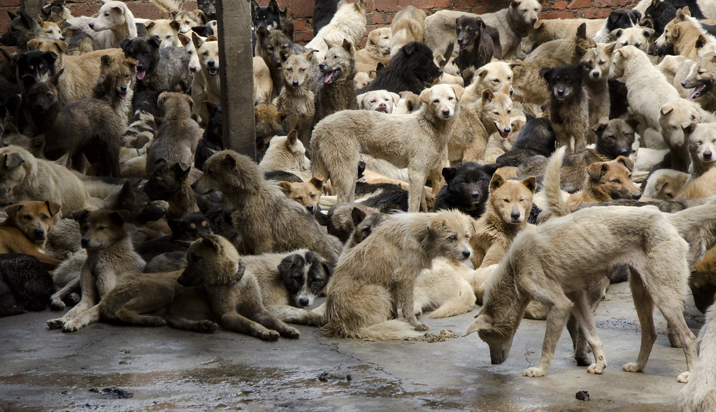 What Is The Dog Meat Trade