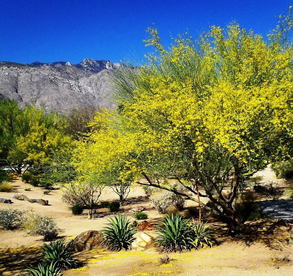 Palo Verde Blooms, Palm Springs, California Bright yellow … Flickr