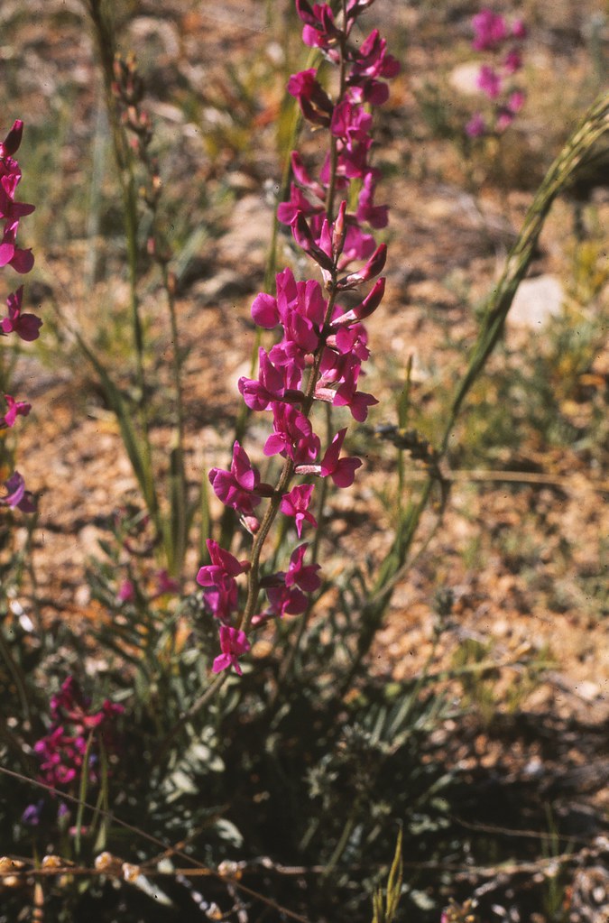 Locoweed Allenspark area, Boulder County, Colorado Cathie Bird Flickr