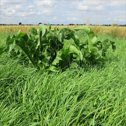 Wild Horseradish A clump of wild horseradish growing on th… Flickr