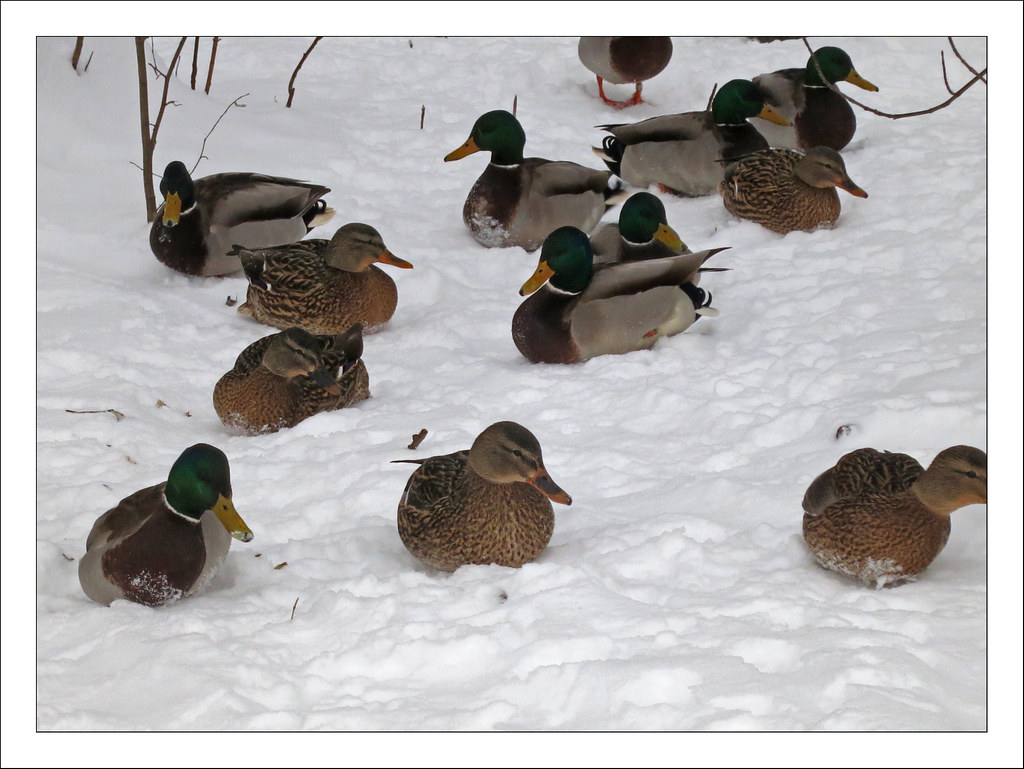 Cold Ducks Ducks who to fly south for the winter. I… Flickr
