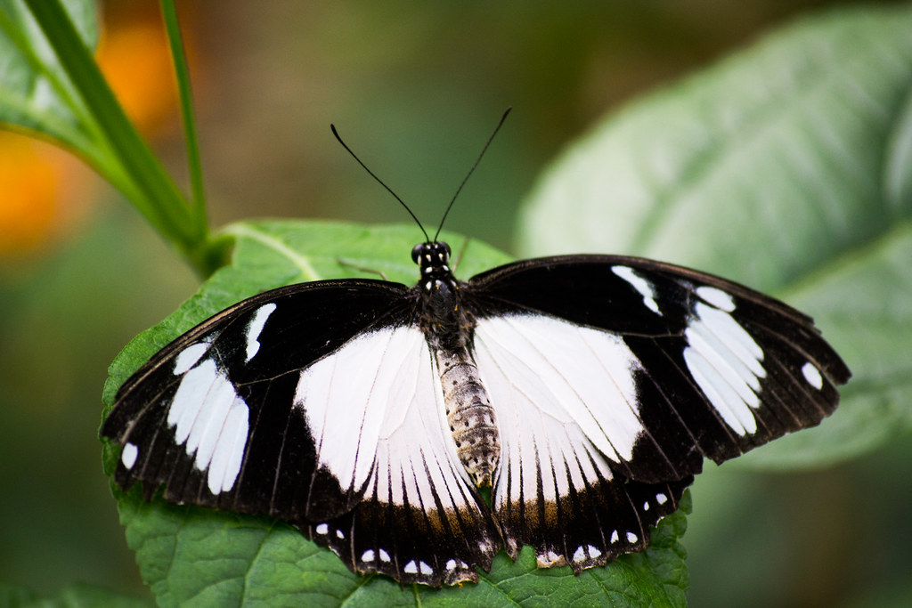 Butterfly Chester Zoo Butterfly Chester Zoo Flickr