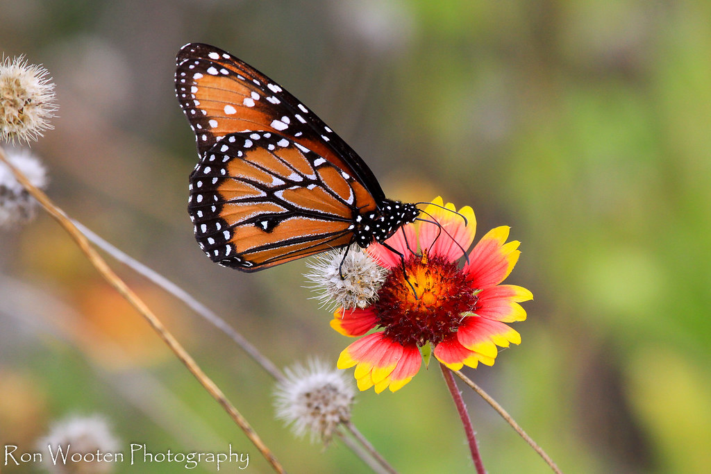 Elevation of Eckert Dr, Galveston, TX, USA Topographic Map Altitude Map
