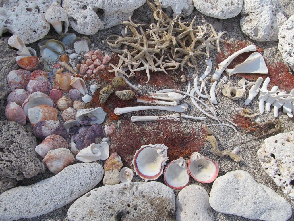 Loreto, Baja Baja Winter Kayak Expedition Wind, Waves, an… Flickr