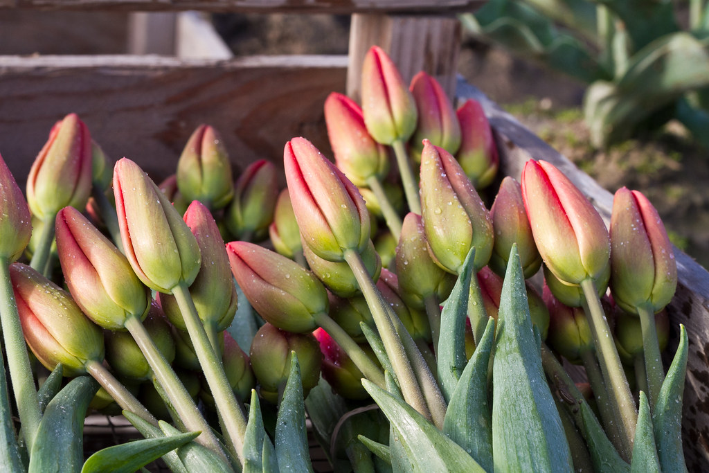 Freshly Picked Freshly harvested tulips ready to be packag… Flickr