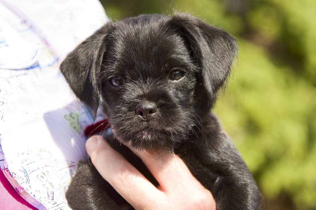 DTA_7766r Puck (A shih tzu, cocker spaniel, poodle mix) Chris
