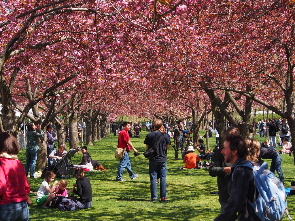 cherry blossom festival brooklyn botanical garden 2023 Cherry Blossom Festival Brooklyn Botanic Garden Flickr