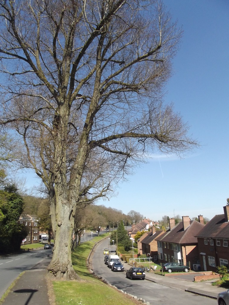 Leach Green Lane, Rednal trees After not making it to th… Flickr