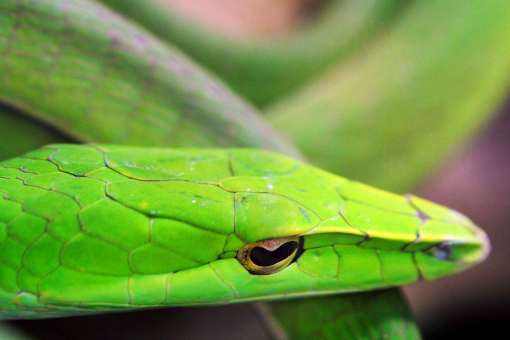 Asian Vine Snake at That Pet Place WabbyTwaxx Flickr