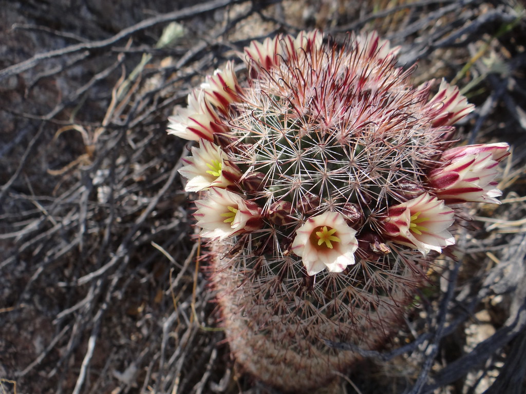 fishhook cactus (Mammillaria dioica) Anza Borrego Desert … Flickr