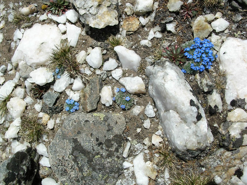 Alpine look stunning scattered between the … Flickr