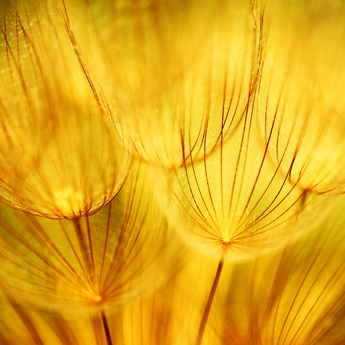 Golden Seeds 2048 x 2048 pixel image for the 3rd Generatio… Flickr