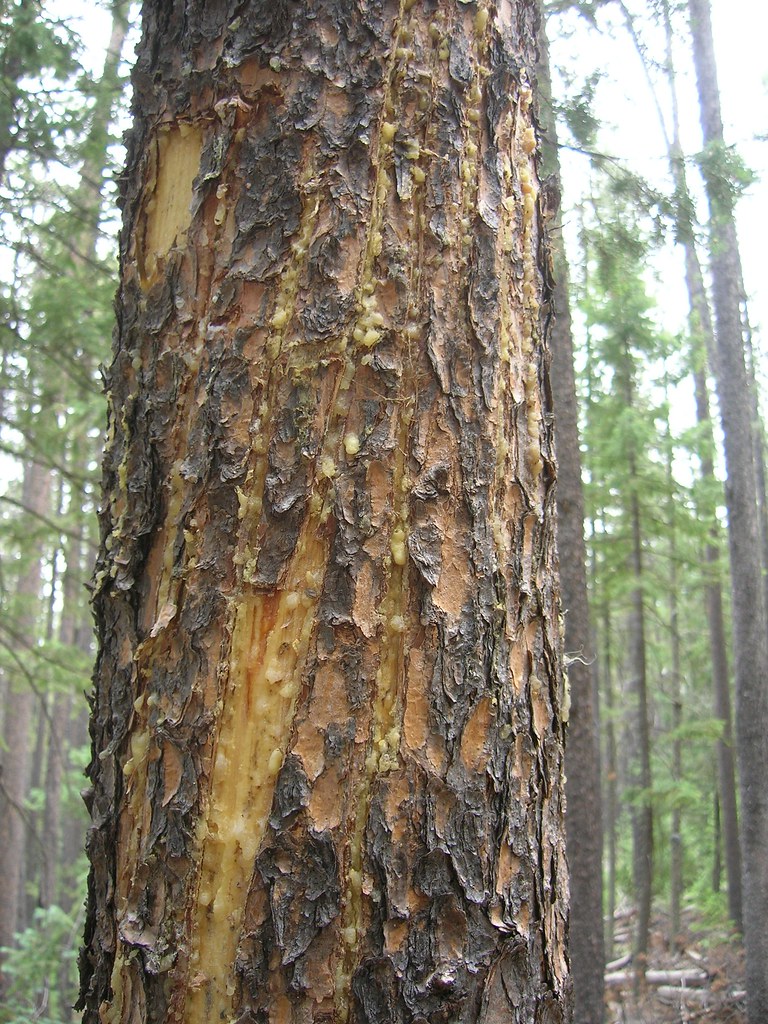 Mountain lion scratch post, notice the tuft of tan hair on… Flickr