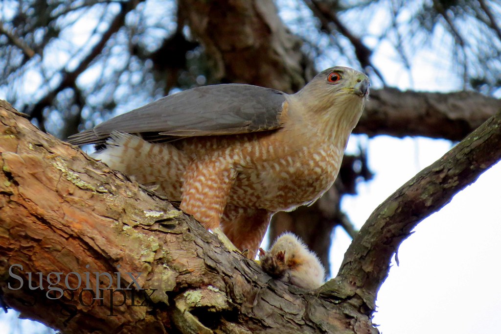 Coopers Hawk 1 Coopers Hawk at Gower Park Greenville, SC sugoipix