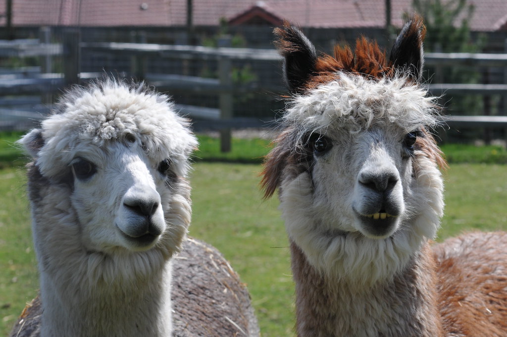Alpaca Alpaca herd. Free to use as stock images under foll… Flickr