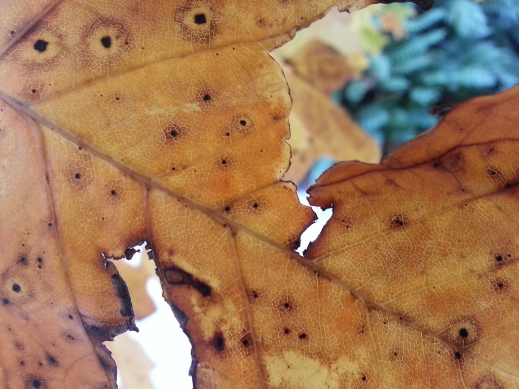 Brittle leaf Allison Brown Flickr