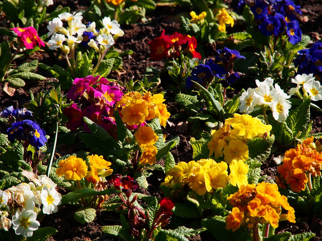 Flowers Swansea Botanical Gardens Singleton Park 6th Apr… Flickr