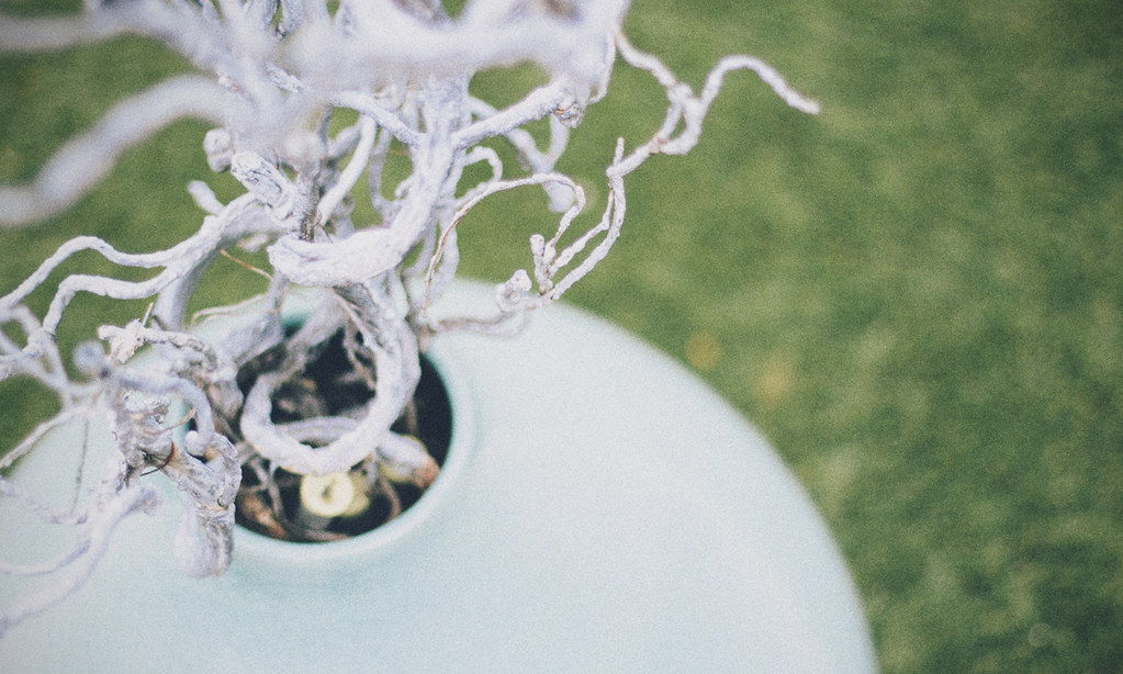 Fake pastel plants A wink at Radiohead. • • • Prints avail… Flickr