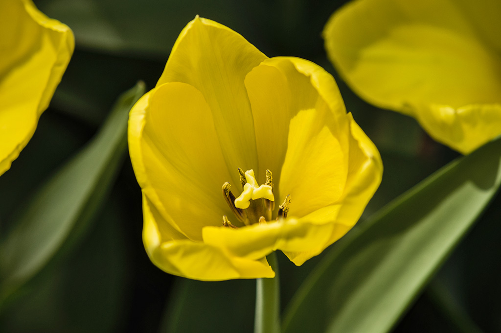 40059 Tulip Garvan Woodland Gardens Hot Springs, Arkansas … Flickr
