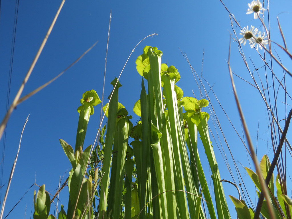 What Plants Grow In Boggy Soil at Jacquline Nalley blog