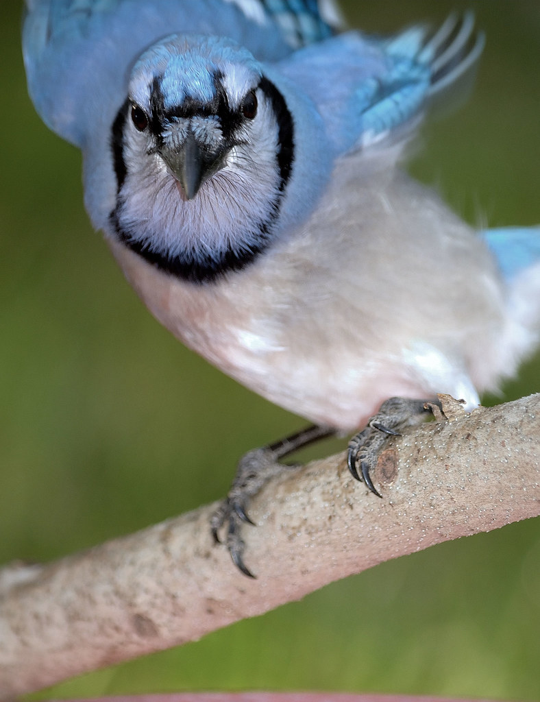 Blue Jay As I was waiting in my bird blind, this jay came … Flickr
