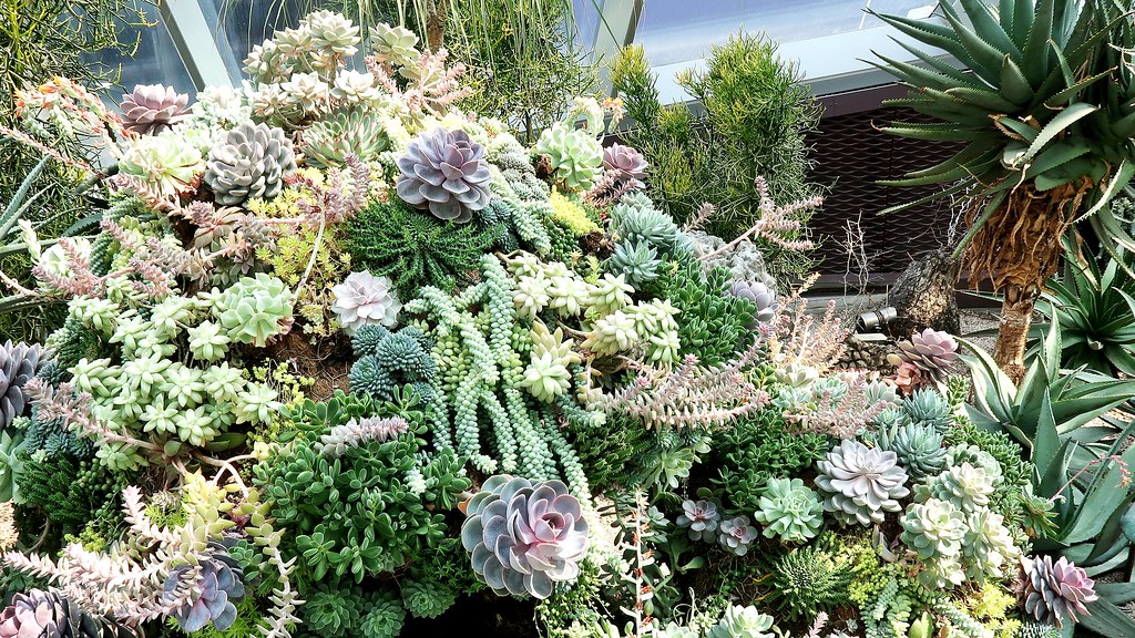 succulents Succulent Plant Info Learn About Types Of